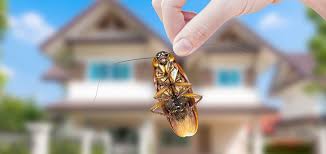 Our pest control service in abu dhabi focuses primarily on the control and eradication of pests common in uae and particularly in the abu dhabi, using only environmentally friendly products which are approved by abu dhabi municipality. Cockroaches Pest Control Services In Abu Dhabi