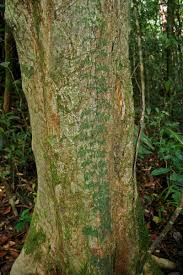 Image result for Lomariopsidaceae