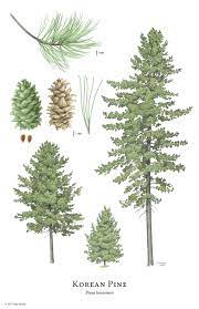 #pine trees #pine forest #south korea #korean pine tree #fresh air #pine trees and morning fog #hyejina #ever green #gwangu. Pinus Koraiensis ìž£ë‚˜ë¬´ Description The Gymnosperm Database