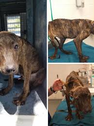 Seeing an emaciated dog breaks your heart. Boynton Beach Man Arrested After Emaciated Dog Was Found In Yard Wpec