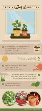 Change out the water every one or two days until plants are ready. Basic Tips For Growing Basil Indoors Botanical Paperworks
