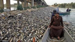 Ia mengungkapkan, saat sungai tercemar, secara alami bakteri di dalam air berupaya menetralkan limbah. Misteri Ribuan Bangkai Ikan Mati Di Sungai Irak Fenomena Apa Global Liputan6 Com