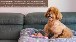 Dies ist die einfachste und oft auch effektivste möglichkeit. Erfolgreich Flohe Bekampfen 5 Profi Tipps Vom Kammerjager