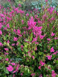 Image result for Indigofera zenkeri