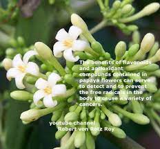 10 Health Benefits Papaya Flower