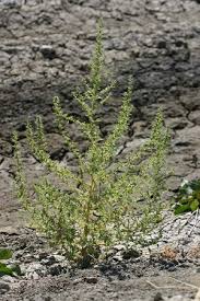 Image result for Dysphania