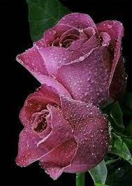 Hablamos de las rosas mas bellas.en este vídeo, conoceremos un p. Espero Y Les Guste Es Mi Las Rosas Mas Bellas Del Mundo Facebook