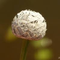 Image result for Eriocaulon abyssinicum