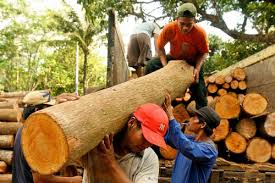 Seperti yang sempat disinggung pada poin sebelumnya kalau lahan tanah memiliki fungsi penyerapan air yang baik. Bagaimana Hutan Pulih Setelah Penebangan Jaringan Kemitraan Baru Coba Temukan Jawaban Cifor Forests News