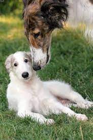 45 Cute Pictures Of Saluki Dog With Puppies Clicks That Will Make You Fall In Love With Them Tail And Fur Saluki Dogs Dog Breeds Cute Dogs