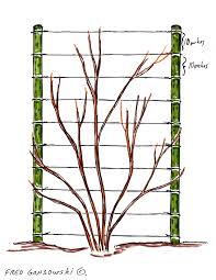 Check spelling or type a new query. An Easy To Make And Inexpensive Trellis For Clematis Morning Glories And Other Vines Fred Gonsowski Garden Home