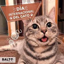 En el día internacional del gato, los lectores de elcomercio.pe comparten fotos de sus mascotas. Balto Peru Feliz Dia Internacional Del Gato Celebra Facebook