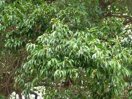 Image result for Scolopia