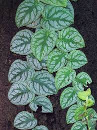 Monstera Dubia Plant In 2x2x7 Pot Climbing Plants Fast Growing Ornamental Plants Plants