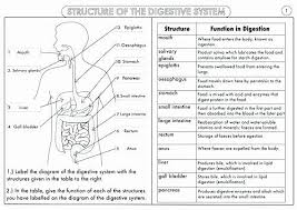 Human Body Worksheets Middle School Body Systems And Functions Worksheets In 2020 Digestive System Worksheet Digestive System Body Systems Worksheets