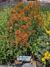 Image result for Vernonia nepetifolia