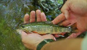 Newest Predator For Nc Freshwater Fish Climate Change Public News Service