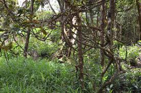 Image result for Cnestis polyphylla