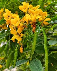 Image result for Fabaceae subfamily Caesalpinioideae