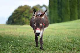 How much does a donkey cost? How Much Does A Donkey Cost Farm Animals