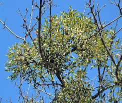 Image result for Viscum