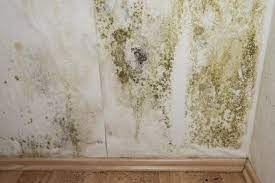 Come combattere la muffa in casa, rimedi domestici. Rimedi Per La Muffa In Casa