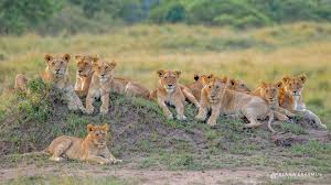 Based on estimates, there are around 850 to 900 Lions in the Masai Mara National Reserve and the surrounding conservancies. These majestic creatures are known for their sociable nature as they form