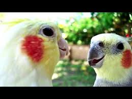 Bird That Sounds Like A Slide Whistle At Night Don T Worry Be Happy Whistle Practice Cockatiel Bird Sings Youtube Cockatiel Singing Breathe In The Air