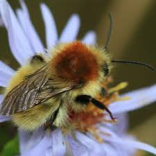 Image result for Bombus norvegicus