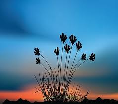 It mounds and uprightly climbs with branches that resemble vines, reaching about 5 ft. Hd Flowering Desert Wallpapers Peakpx