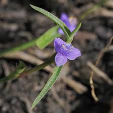 Image result for Cyanotis foecunda