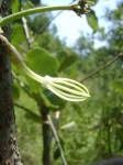 Image result for Ceropegia stenantha