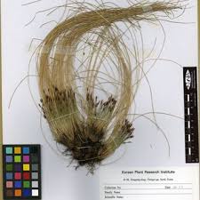 Image result for Schoenoplectus muriculatus