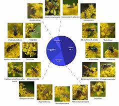 Pollinator Community Of Solidago Azorica 22 Species 58