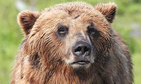 However, the word bear means many things to different people, even within the bear movement. Baiting Grizzly Bears With Doughnuts Soaked In Bacon Grease Using Spotlights To Blind Hibernating Black Bears And Their Cubs Gunning Down Swimming Caribou From Motorboats Trump Administration Revives Banned Hunting Techniques In