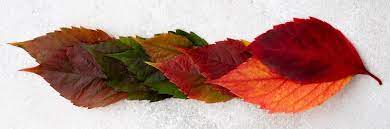Large fall leaves Images - Free Download on Freepik