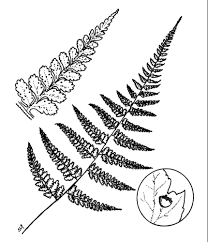 Image result for Microlepia speluncae