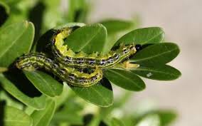 La pyrale du buis est une chenille qui peut anéantir vos arbustes en peu de temps! Pyrale Du Buis Un Traitement Bio Efficace Gamm Vert