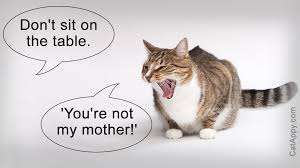 You caught us yes this is a cat with a stuffed rooster. 50 Cute And Funny Cat Pictures With Captions Cat Appy