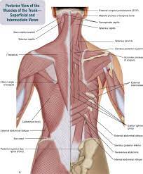So, let's learn the ribs so we can so what parts of the rib cage show up on the surface? 8 Muscles Of The Spine And Rib Cage Musculoskeletal Key