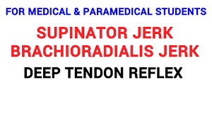 Image result for Supinator Reflex