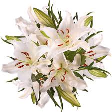 Collection by smruti patel • last updated 4 weeks ago. Oriental Lilies White Fresh Cut Flowers 20 Stems By Bloomingmore Walmart Com Walmart Com