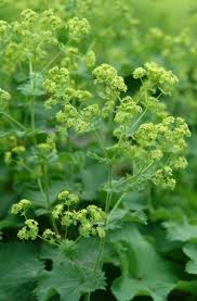 Image result for Alchemilla kiwuensis