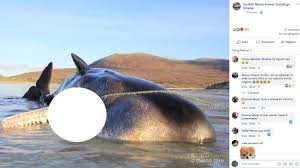 Paus sperma (physeter macrocephalus) adalah hewan terbesar dalam kelompok paus bergigi sekaligus hewan bergigi terbesar di dunia. Internasional 100 Kg Sampah Ditemukan Dalam Perut Paus Sperma Yang Terdampar