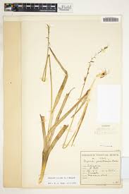 Image result for Dipcadi viride