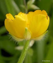 Image result for Ranunculus raeae