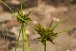Image result for Cyperus trigonellus