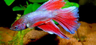 Symptoms, causes, treatment that hobbyists must know october 10. Keeping A Betta Tank Tropical Fish Hobbyist Magazine
