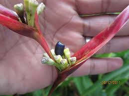 Batangnya lebih besar dan seperti memiliki sisik. Tanaman Hias Berbunga Indah Heliconia Sp Pisang Hias Planter And Forester