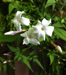 Image result for Jasminum schimperi